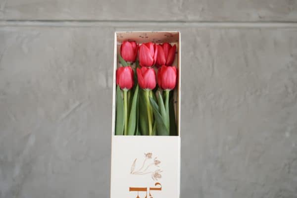 6 tulipanes rojos 3 scaled